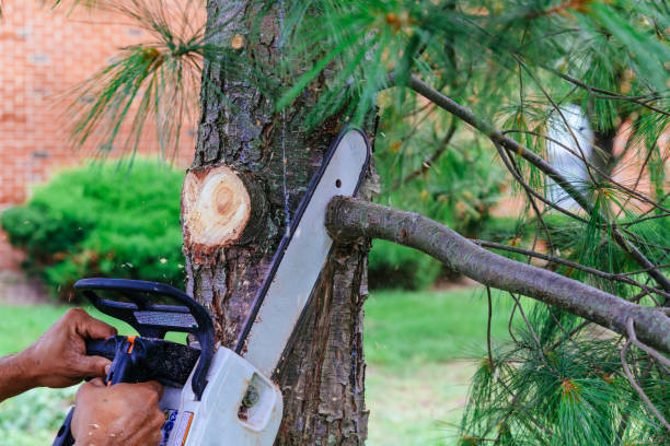 How Our Tree Care Process Works  in Escobares, TX